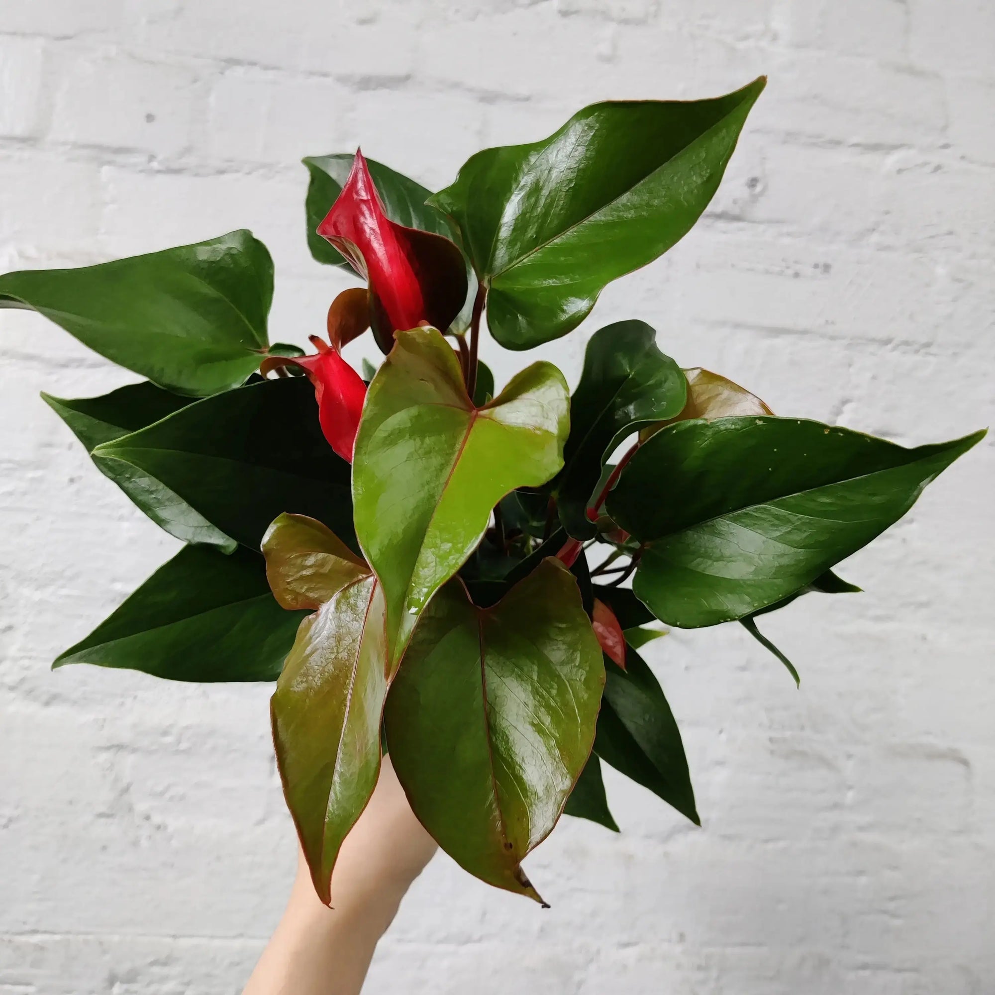 Anthurium Alexa Alure - 18cm Pot Folia House
