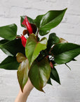 Anthurium Alexa Alure - 18cm Pot Folia House