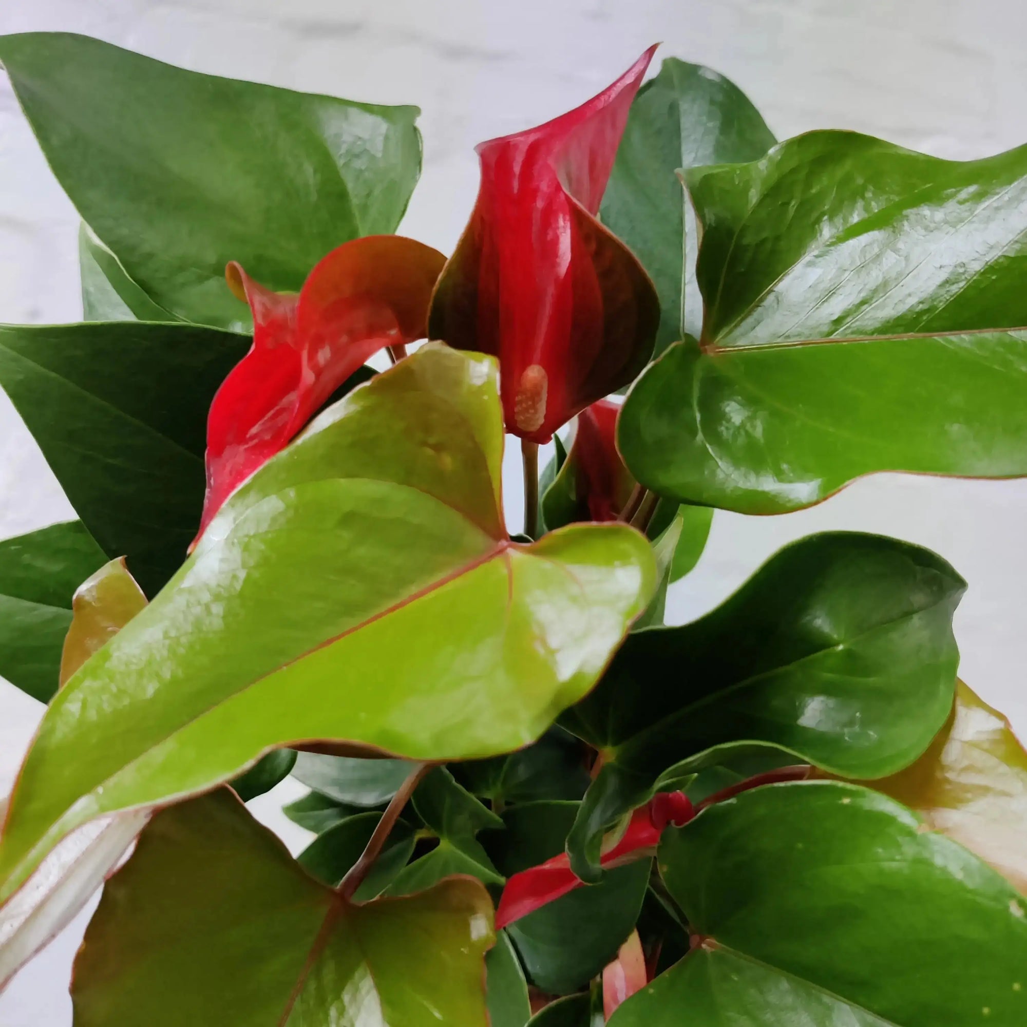 Anthurium Alexa Alure - 18cm Pot Folia House