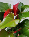 Anthurium Alexa Alure - 18cm Pot Folia House