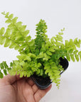 Baby Plant - 'Teddy Junior' Boston fern Folia House