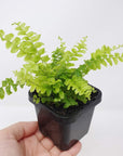 Baby Plant - 'Teddy Junior' Boston fern Folia House