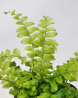 Baby Plant - 'Teddy Junior' Boston fern Folia House