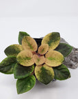 Baby Plant - African Violet Argyle Sock Folia House