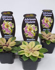 Baby Plant - African Violet Argyle Sock Folia House