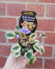 Baby Plant - African Violet Argyle Sock Folia House