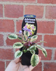 Baby Plant - African Violet Argyle Sock Folia House
