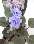 Baby Plant - African Violet Ballet Loni Folia House