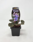 Baby Plant - African Violet Ballet Loni Folia House
