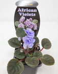 Baby Plant - African Violet Ballet Loni Folia House