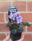 Baby Plant - African Violet Ballet Loni Folia House