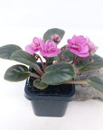 Baby Plant - African Violet China Doll pink Folia House