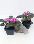 Baby Plant - African Violet China Doll pink Folia House