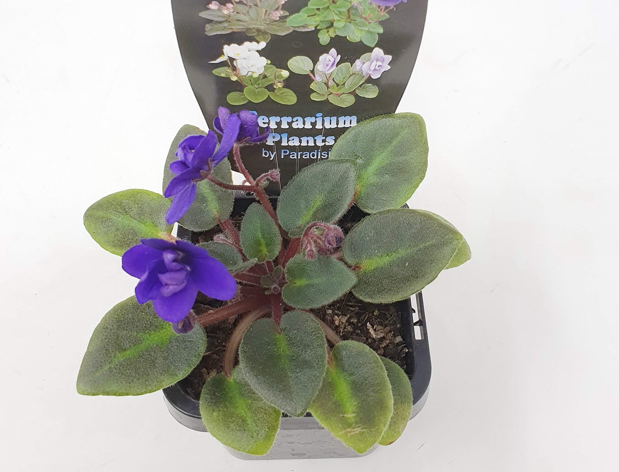 Baby Plant - African Violet Dutch Hybrids Folia House