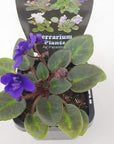 Baby Plant - African Violet Dutch Hybrids Folia House