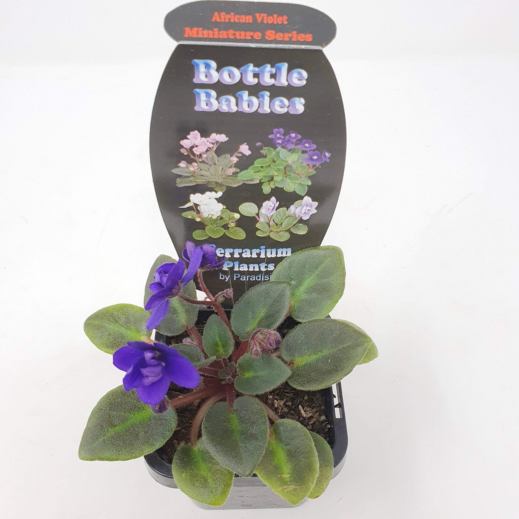 Baby Plant - African Violet Dutch Hybrids Folia House