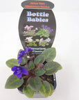 Baby Plant - African Violet Dutch Hybrids Folia House