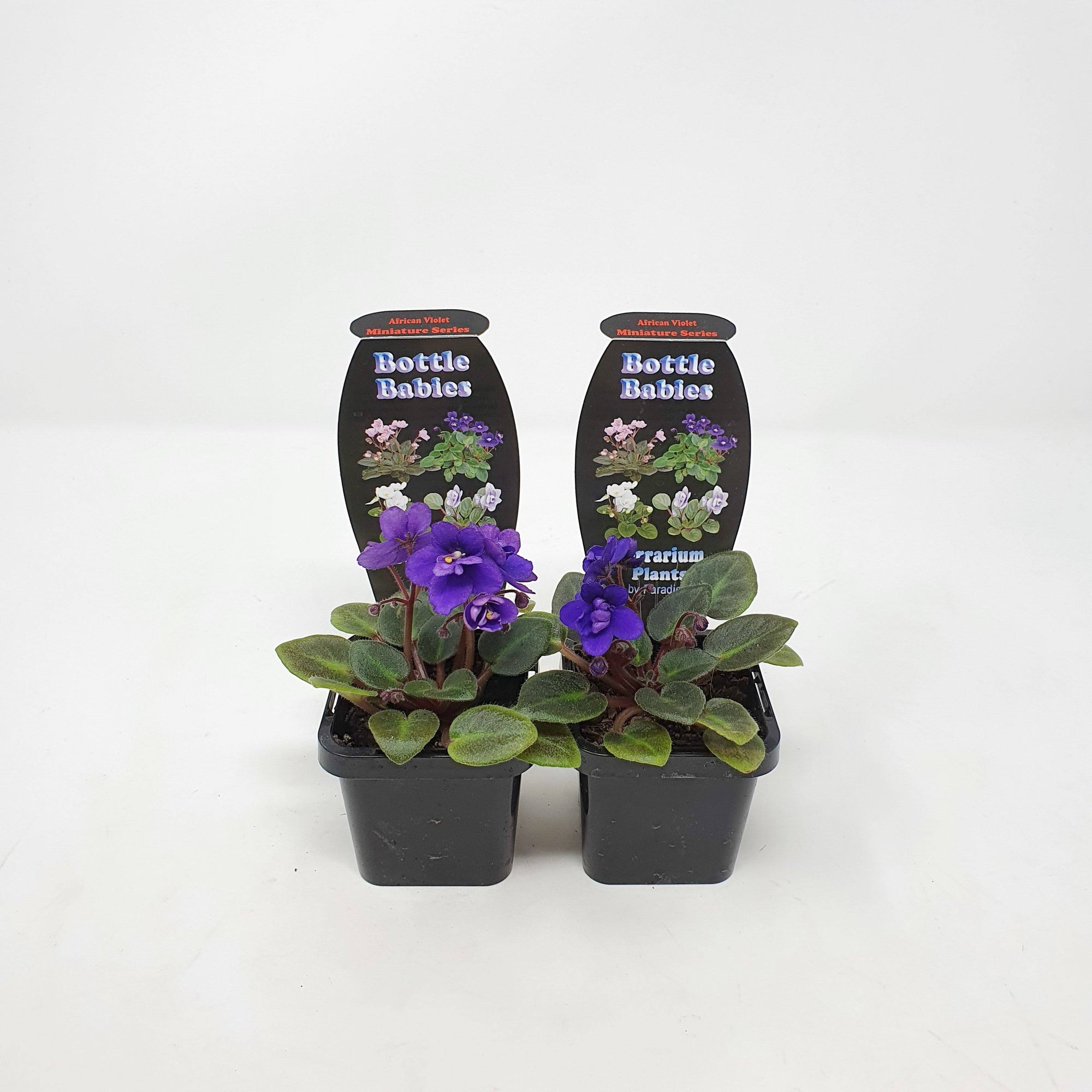 Baby Plant - African Violet Dutch Hybrids Folia House