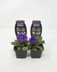 Baby Plant - African Violet Dutch Hybrids Folia House