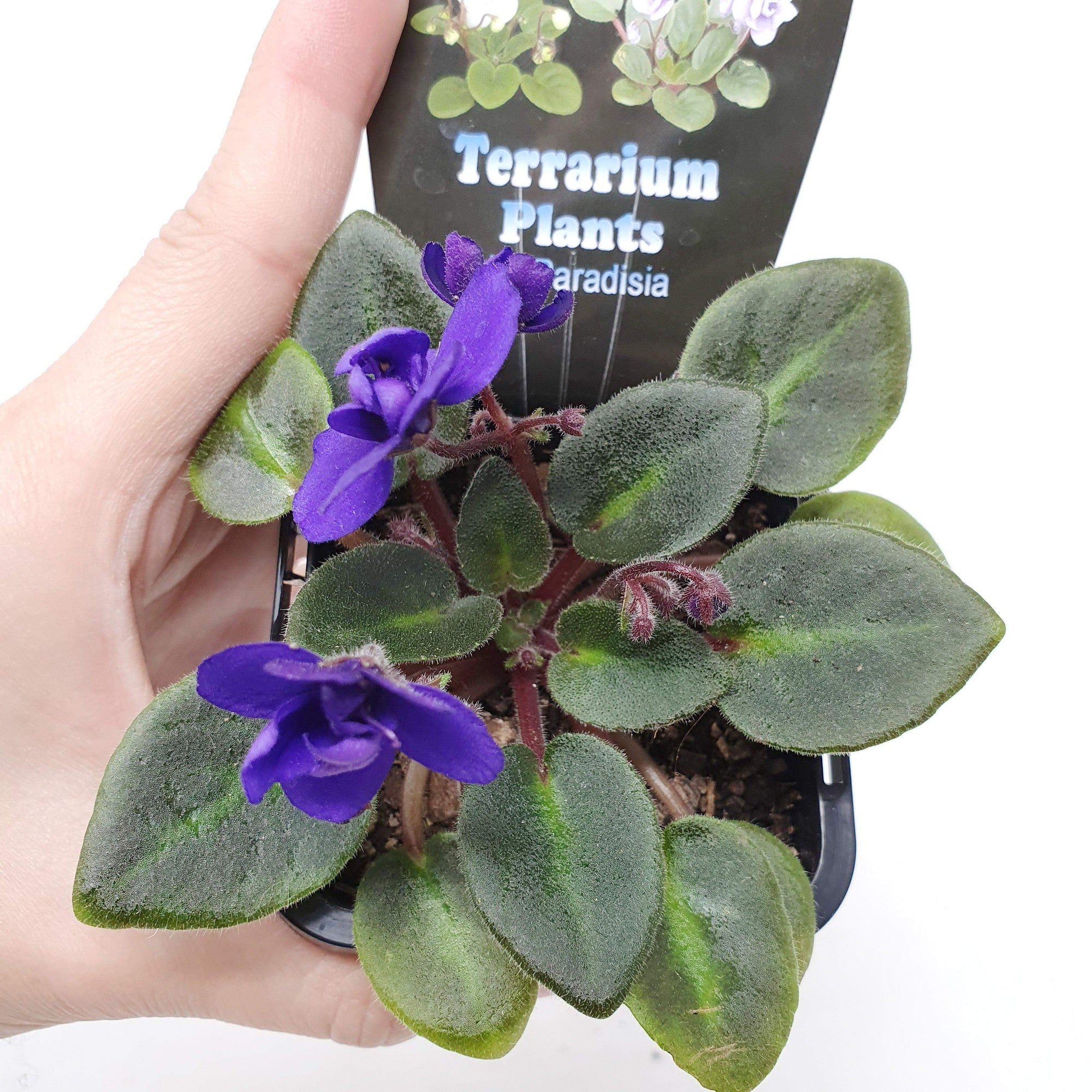 Baby Plant - African Violet Dutch Hybrids Folia House