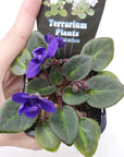 Baby Plant - African Violet Dutch Hybrids Folia House