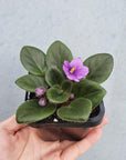 Baby Plant - African Violet Fuddy Duddy Folia House