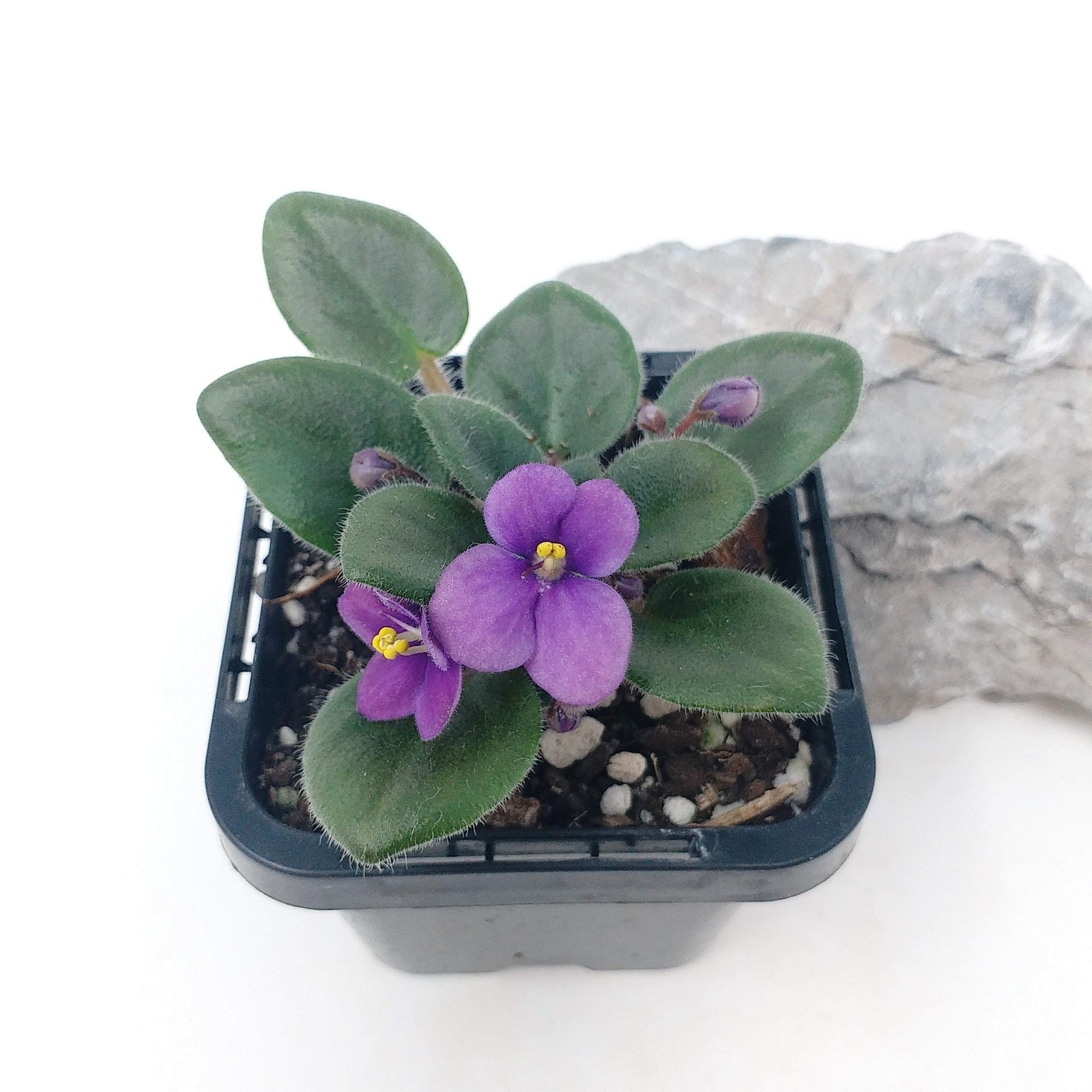 Baby Plant - African Violet Fuddy Duddy Folia House