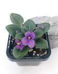 Baby Plant - African Violet Fuddy Duddy Folia House