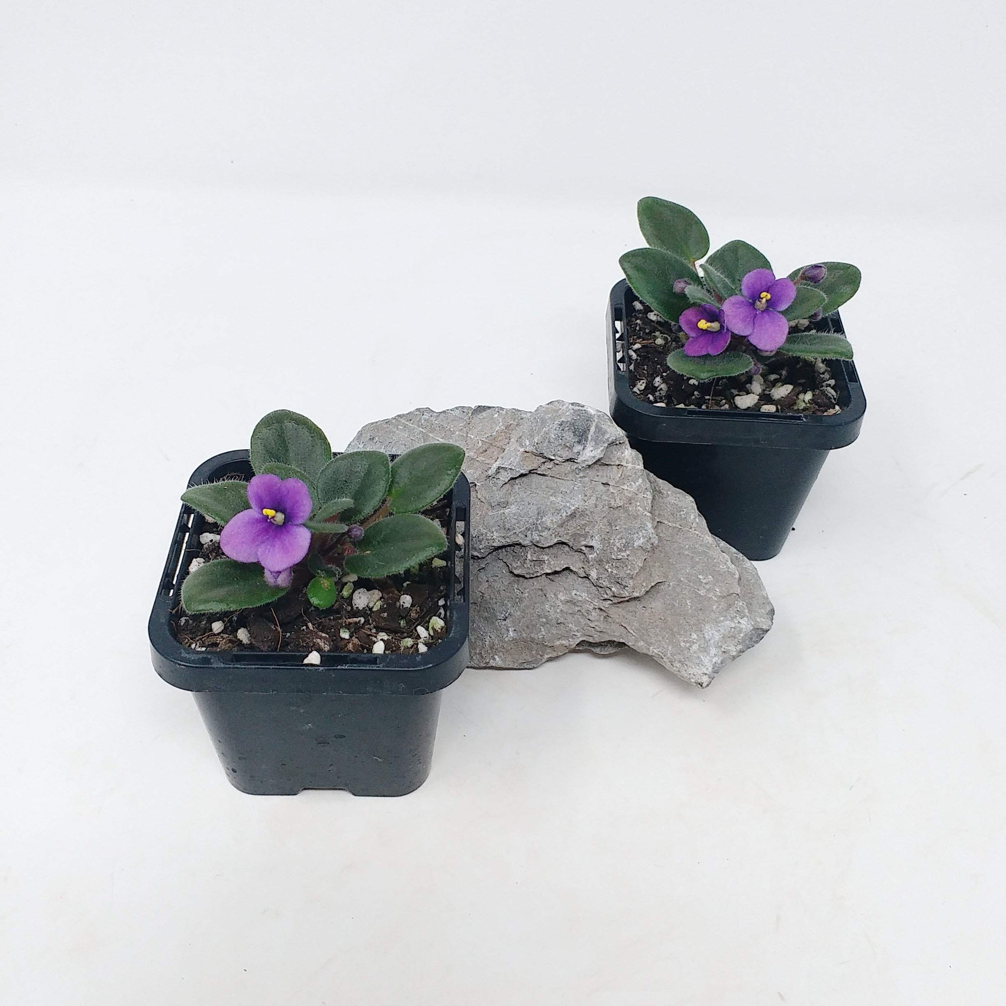 Baby Plant - African Violet Fuddy Duddy Folia House