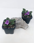 Baby Plant - African Violet Fuddy Duddy Folia House