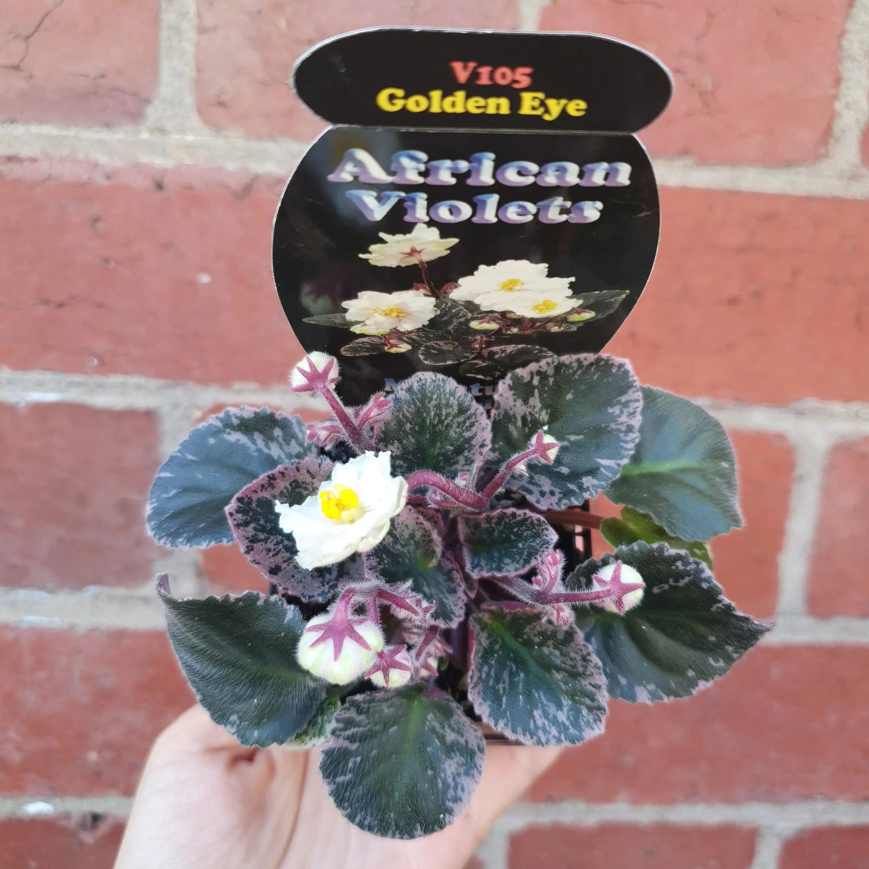 Baby Plant African Violet Golden Eye Folia House