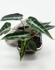 Baby Plant - Alocasia Bambino Folia House