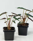Baby Plant - Alocasia Bambino Folia House