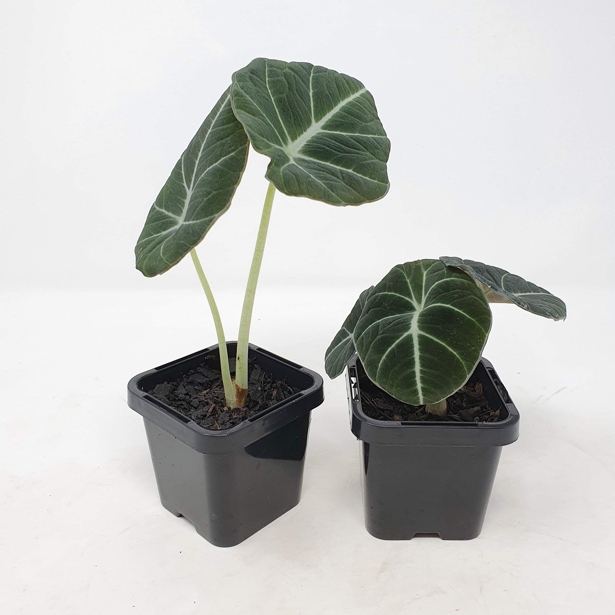 Baby Plant - Alocasia Black Velvet Folia House
