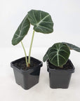 Baby Plant - Alocasia Black Velvet Folia House