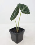 Baby Plant - Alocasia Black Velvet Folia House