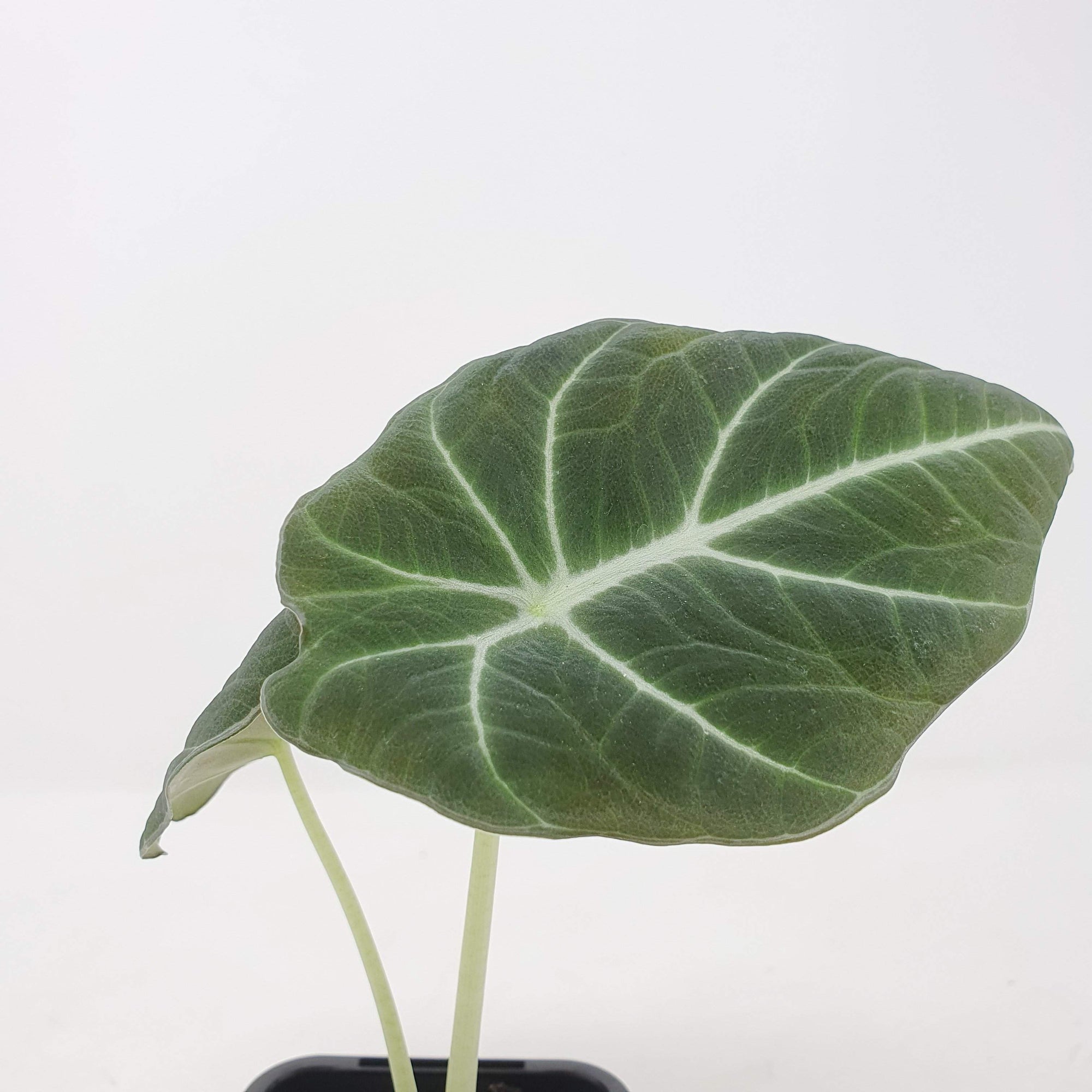 Baby Plant - Alocasia Black Velvet Folia House
