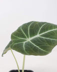 Baby Plant - Alocasia Black Velvet Folia House