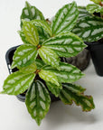 Baby Plant - Aluminium (Pilea Cadierei) Folia House