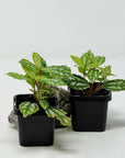 Baby Plant - Aluminium (Pilea Cadierei) Folia House