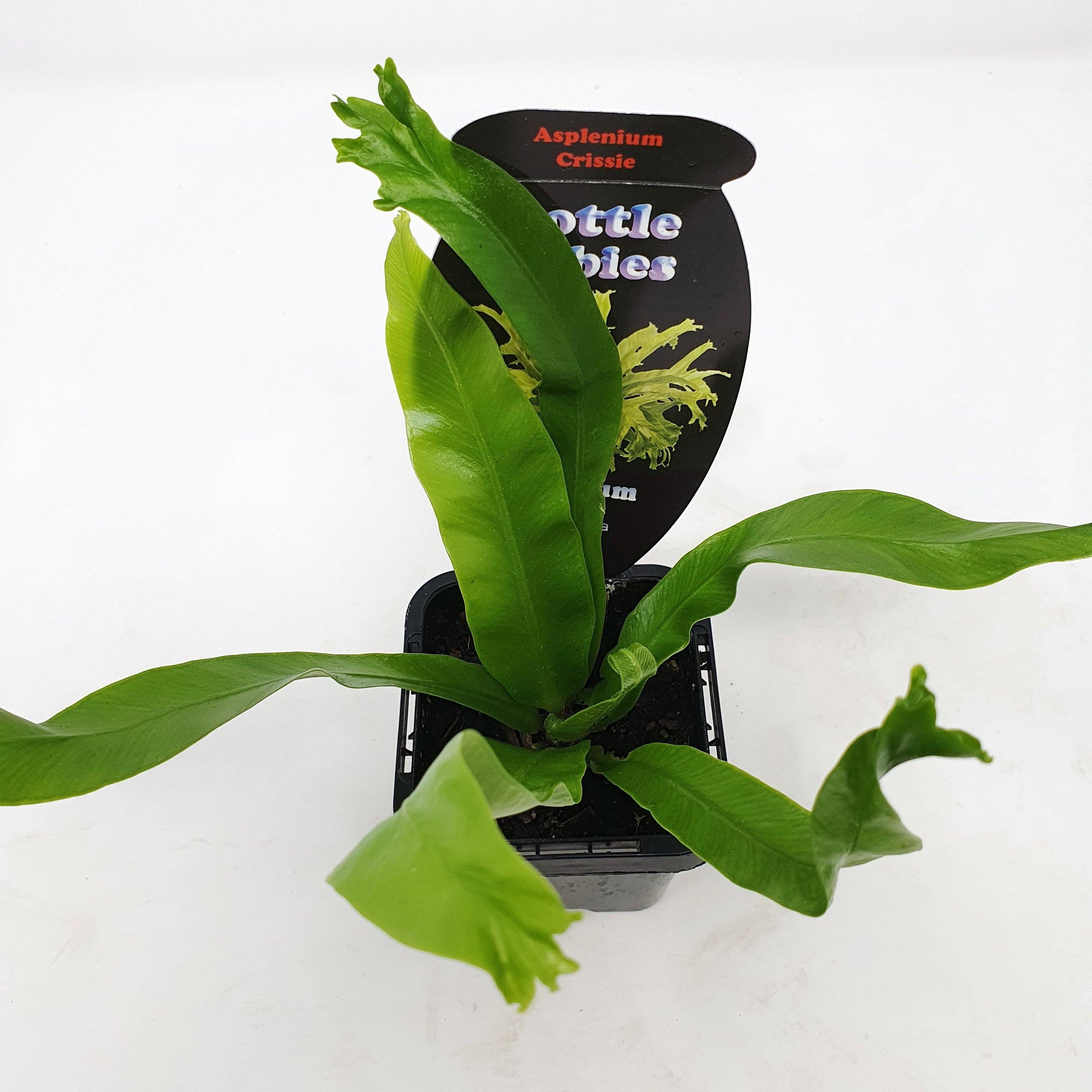 Baby Plant - Asplenium Crissie Folia House