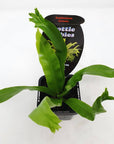 Baby Plant - Asplenium Crissie Folia House