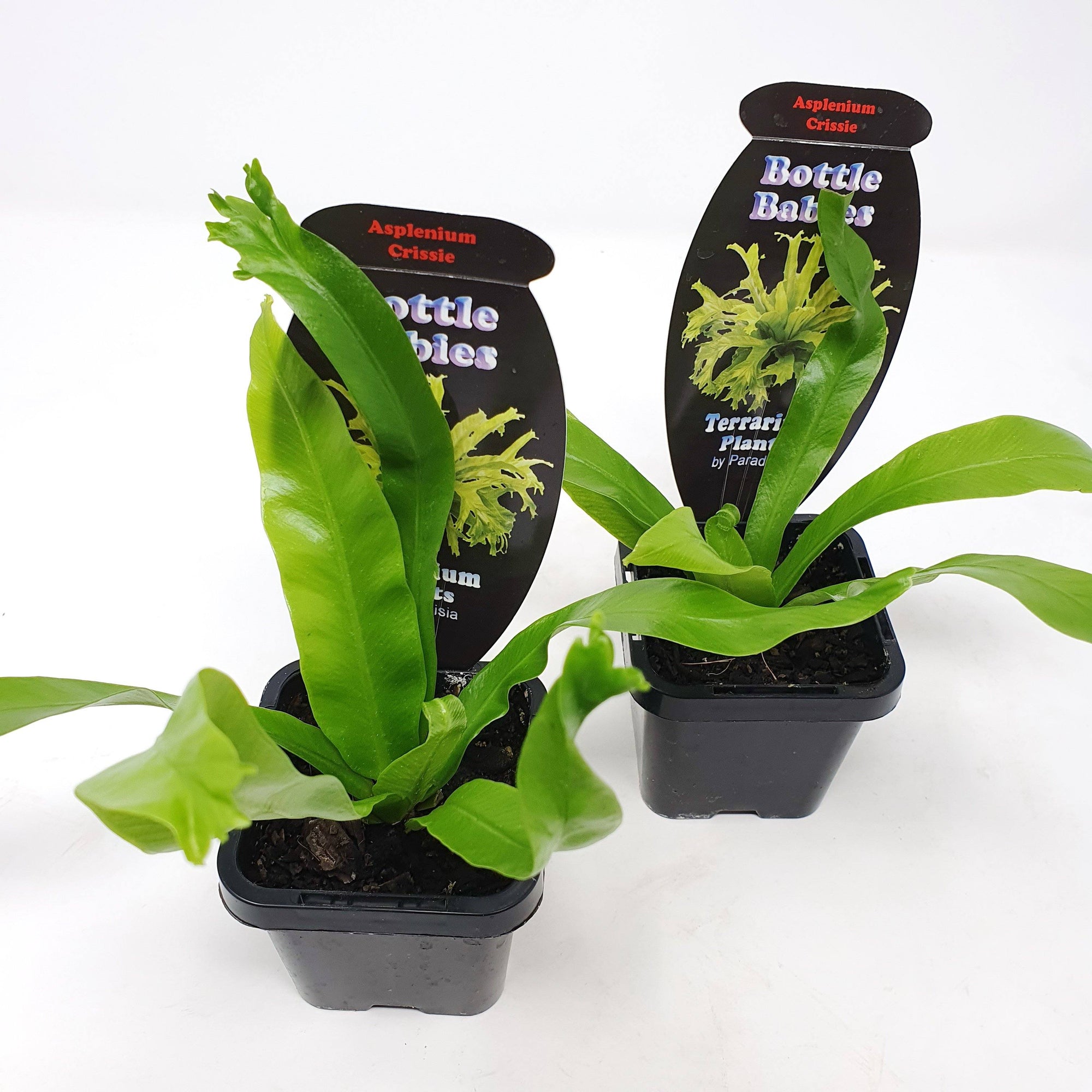 Baby Plant - Asplenium Crissie Folia House