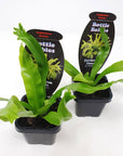 Baby Plant - Asplenium Crissie Folia House