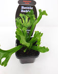 Baby Plant - Asplenium Leslie Folia House