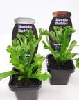 Baby Plant - Asplenium Leslie Folia House