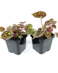 Baby Plant - Begonia Bright Eyes Folia House