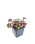 Baby Plant - Begonia Bright Eyes Folia House
