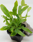Baby Plant - Blue Star Fern (Phlebodium Aureum) Folia House