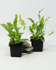 Baby Plant - Blue Star Fern (Phlebodium Aureum) Folia House